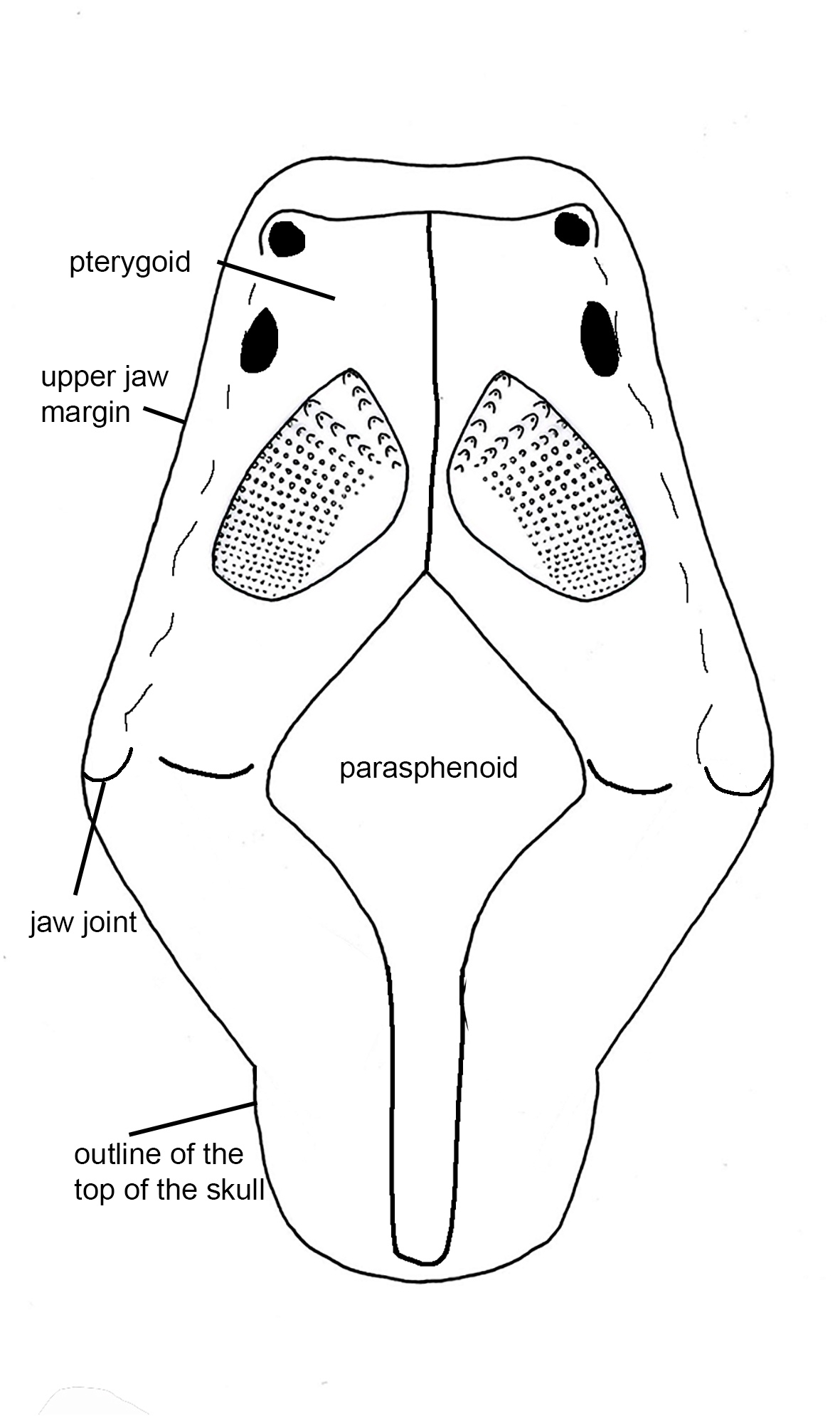 Diagram of lungfish palate