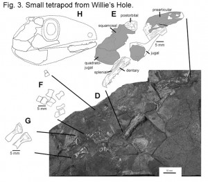 Willie's Hole tetrapod