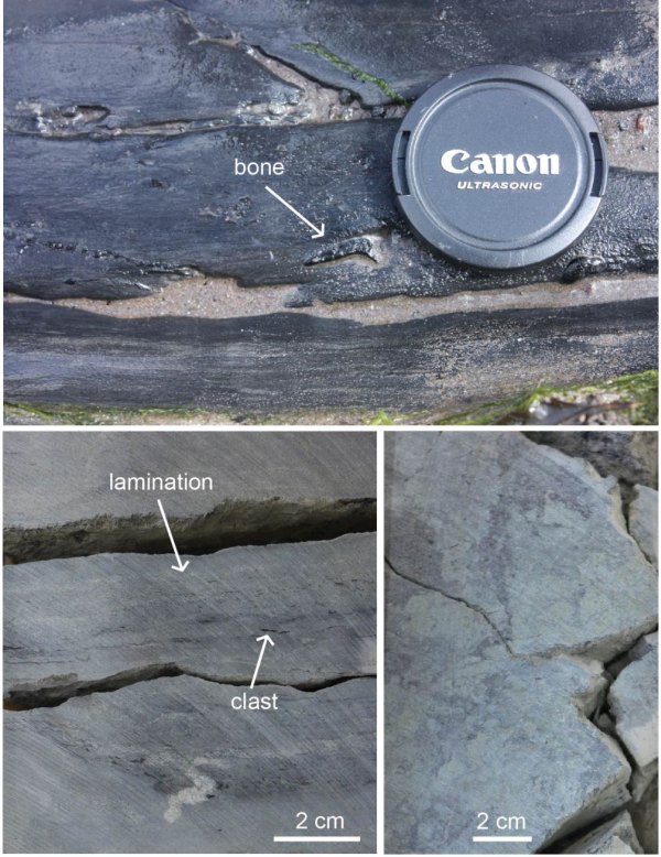 Examples of sandy siltstones