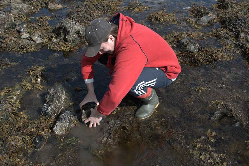 Struan Henderson removing a specimen by hand.